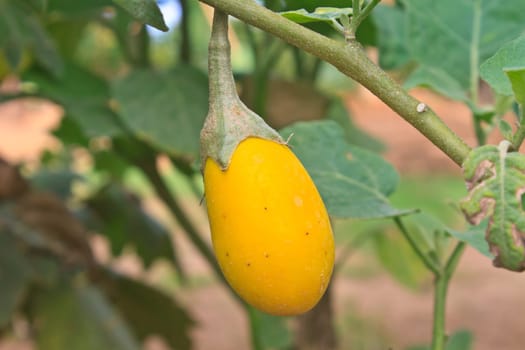 yellow eggplant on tree in garden, Thailand