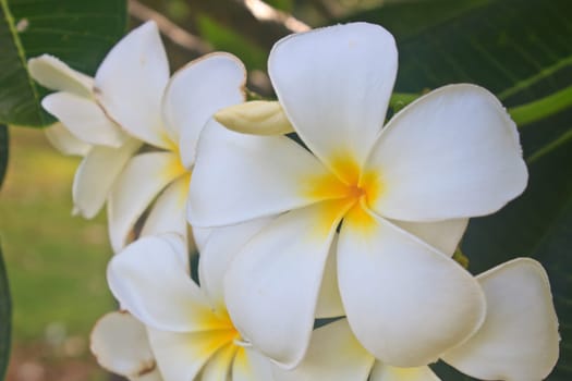 Branch of tropical flowers frangipani (plumeria) in garden