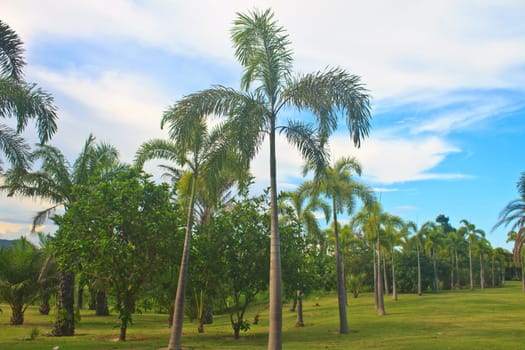 Palm tree in tropical garden in park