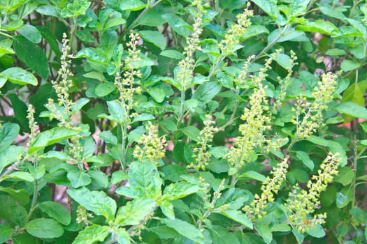 Green holy basil with flower and seed, Thai herbs and spices or seasoning.