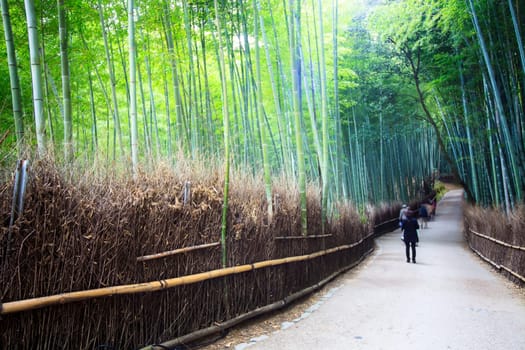 The bamboo forest of Kyoto, Japan.