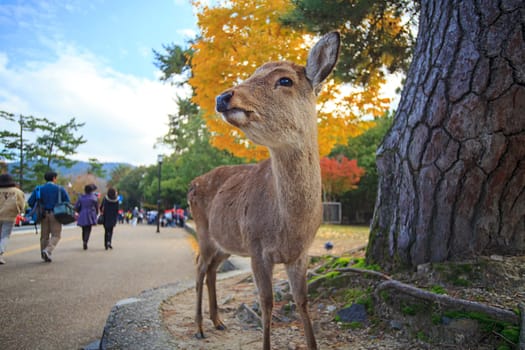 Deer in Nara, Japan, at fall
