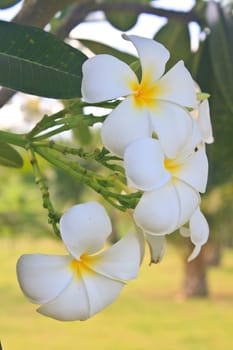 Branch of tropical flowers frangipani (plumeria) in garden