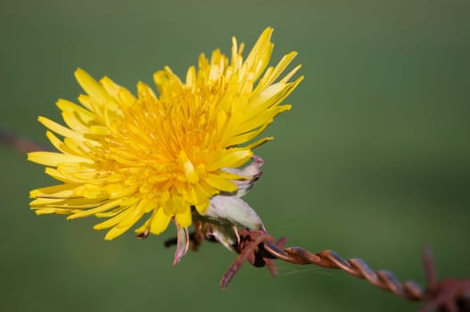 Close-up of a single yellow dandelion flower (Taraxacum officinale) on barbed wire fence against fuzzy green meadow background