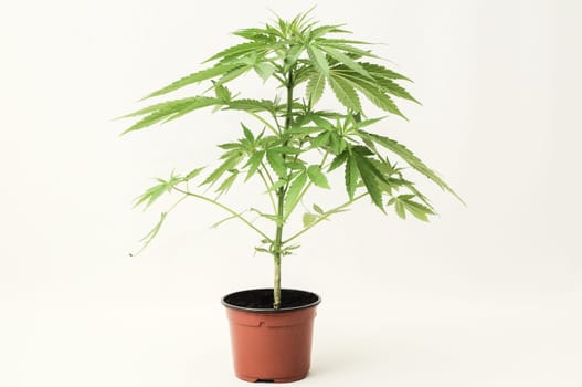 Young Green Leaf Cannabis Indica Plant Marijuana