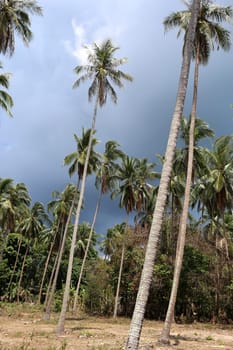 Tropical landscape on the island of Koh Samui in Thailand