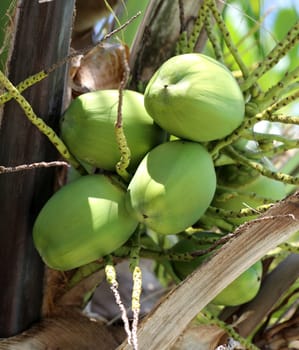 green coconuts