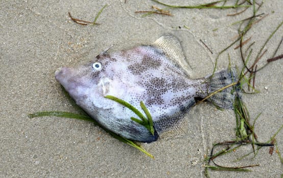 Dead fish lying on the sand on the beach