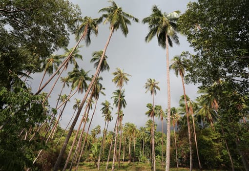 Tropical landscape on the island of Koh Samui in Thailand
