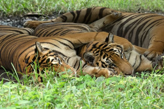 Tiger sitting in grass