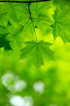 natural green background with selective focus