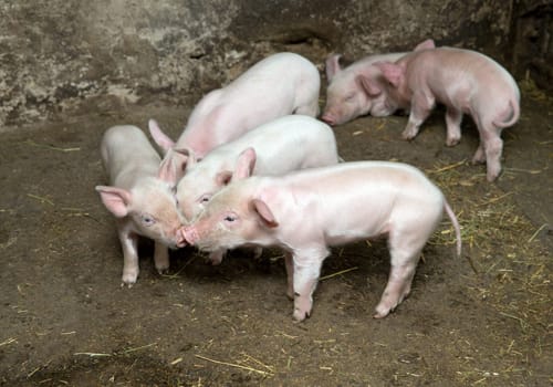 Little piglets suckling their mother
