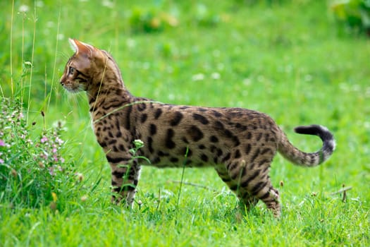 The cat runs on a lawn