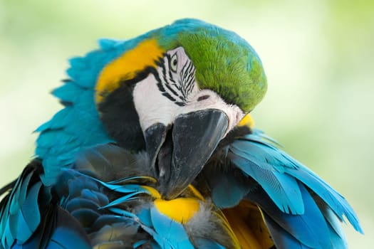 parrot bird sitting on the perch