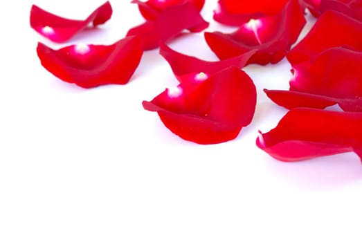 red petals isolated on a white background
