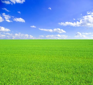 field on a background of the blue sky