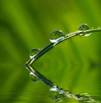 Dew drop on a blade of grass