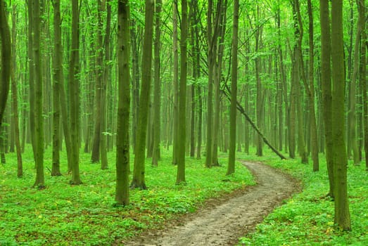 a path is in the green forest