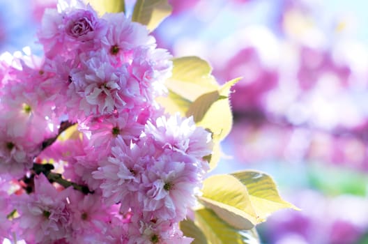 Close up of the spring cherry flowers