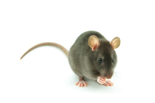 funny rat  isolated on white background