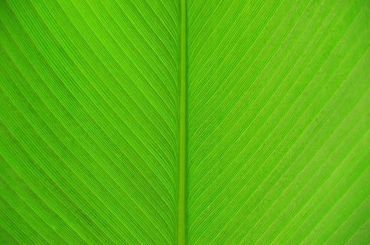 green leaf texture of a plant close up