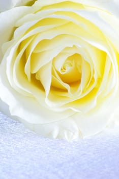 A white rose is isolated on a silver background