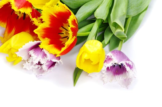 bouquet of the tulips on white background