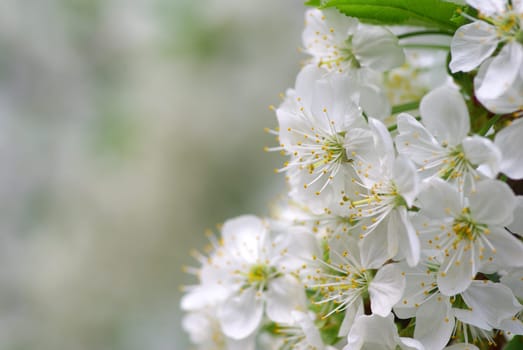 Close up of the cherry blossoms