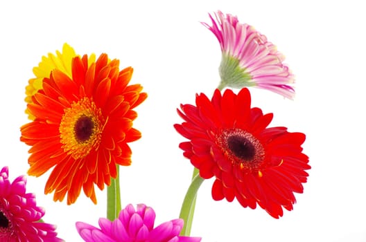 colorful  flowers gerberas on white background