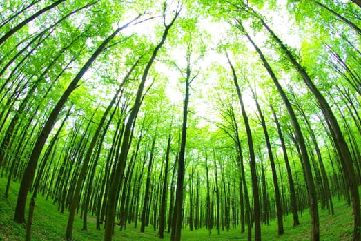 Early morning sun in the green forest