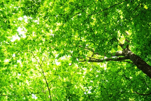 green leaves background in sunny day