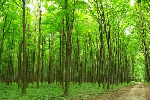 a path is in the green forest