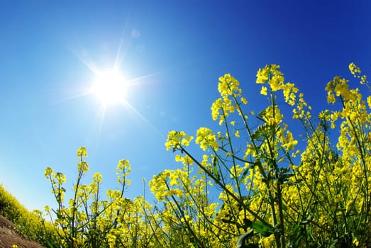 rape field and clouds in sky
