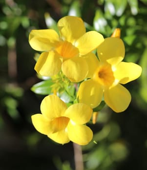 Beautiful yellow flowers photographed a close up