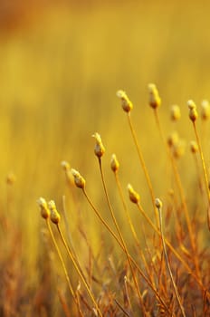 close-up plant on the field