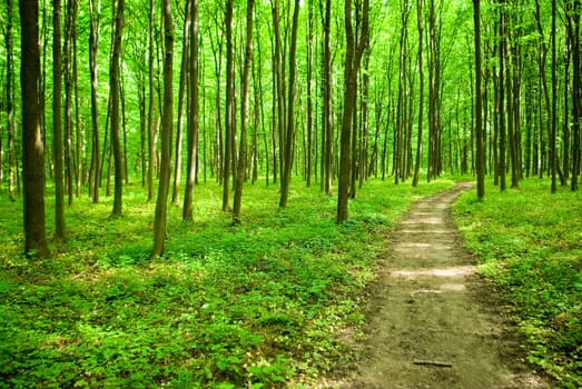 a path is in the green forest