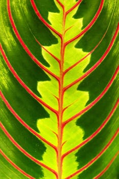 structure of leaf natural background