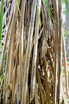 root of a tree photographed close up