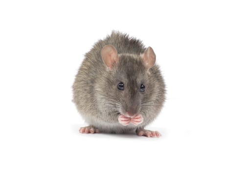 rat isolated on white background