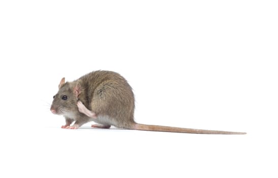 rat  isolated on white background