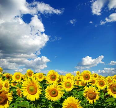 sunflower field over cloudy blue sky