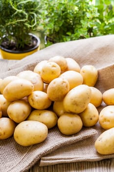Fresh new potatoes on a jute sack with a green background as a close-up