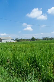 Green rice fields with rich vegetation in Bali with blue sky