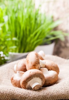 Fresh braund champignons in sunlight on a wooden table in daylight