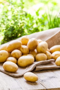 Fresh new potatoes on a jute sack with a green background as a close-up