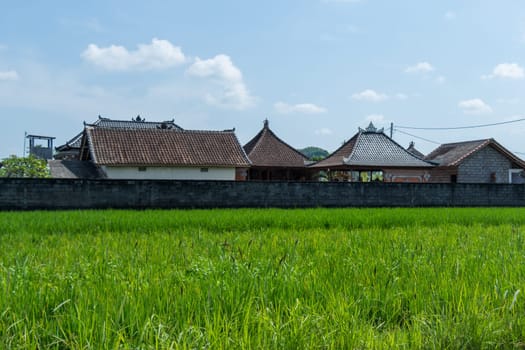 Green rice fields with rich vegetation in Bali with blue sky