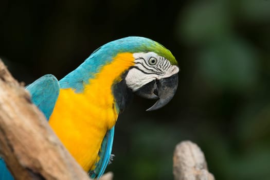 parrot bird sitting on the perch