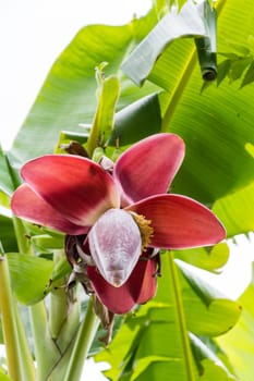 A view of a colourful banana blossom in Bali on a green banana palm