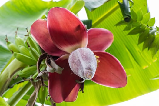 A view of a colourful banana blossom in Bali on a green banana palm