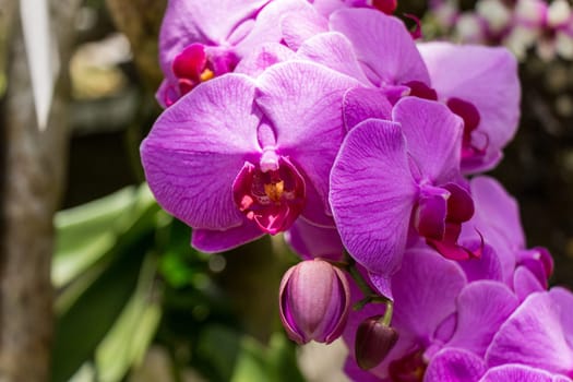 Purple colored orchid phalaenopsis in full bloom in the wild in the tropics